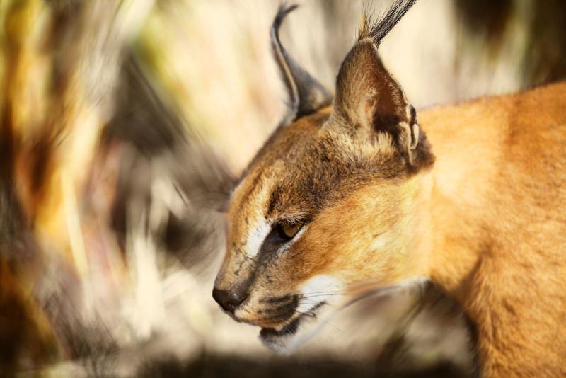 Naankuse Lodge Windhoek Luaran gambar